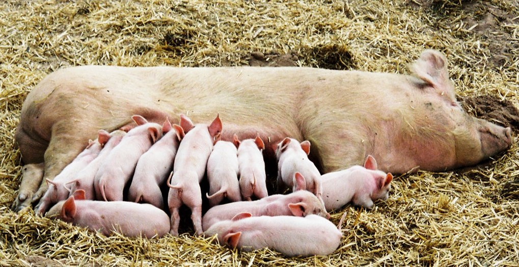 Pig_piglets_feeding